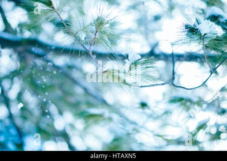 Schneebedeckte Tannenzweigen im Winter Stockfoto