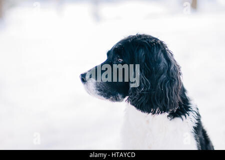 Springer Spaniel Hund im Winter Stockfoto