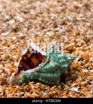 Nassen Muschel auf Sand in der Sonne Sommertag Stockfoto