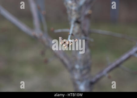 Blühende Aprikose Knospen auf Zweigen im zeitigen Frühjahr. Close-up. Der Hintergrund jedoch unscharf Stockfoto