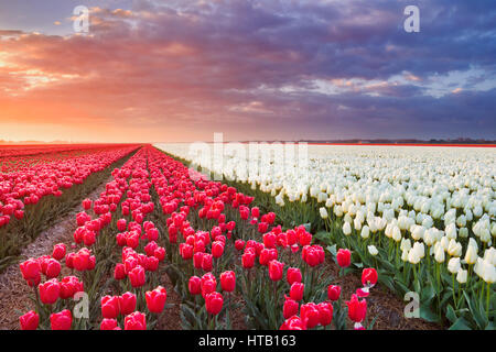 Reihen von bunten Tulpen bei Sonnenaufgang in der Nähe von Alkmaar in den Niederlanden. Stockfoto