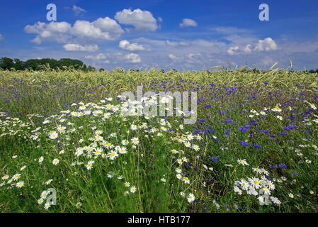 Blumen in das Getreidefeld, Blumen Im Getreidefeld Stockfoto