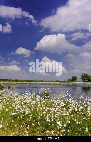 Landschaft mit Wollgras, Ende Obst Wollgras im Moor, Landschaft Mit Wollgras, Fruchtendes Wollgras Im Moor Stockfoto