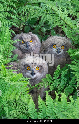 Drei neugierig Uhu, jungen Uhus, Drei Neugierige Uhu, Junge Uhus Stockfoto