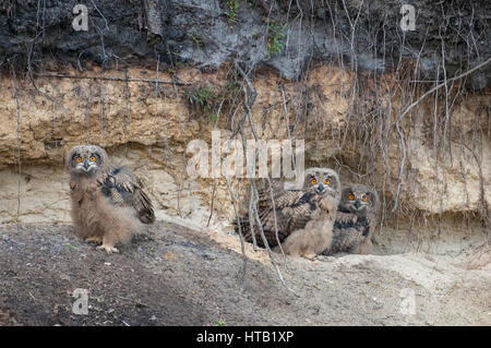 Drei junge Adler Eulen in Landschaft, Niedersachsen, Uhu, Drei Junge Uhus in Landschaft, Niedersachsen, Uhu Stockfoto