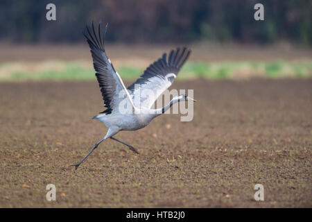 Kran, schlaff Slack, fliegen in das Moor, Kranich, Kran Grus Grus, Kranich Fliegend Im Moor Stockfoto