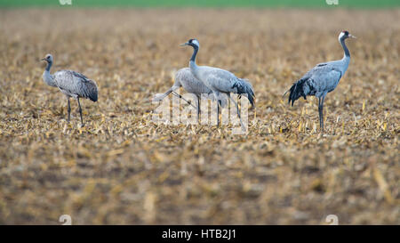 Kran, schlaff Slack, im Herbst Zug, Kranich, Kraniche Grus Grus, Kraniche Auf Dem Herbstzug Stockfoto