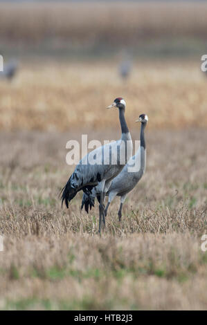 Kran, schlaff Slack, im Herbst Zug, Kranich, Kraniche Grus Grus, Kraniche Auf Dem Herbstzug Stockfoto