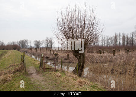 Niederlande-Landschaft mit gestutzten Pollard Weiden im Frühjahr Stockfoto