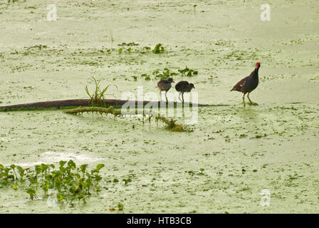 Gemeinsamen Teichhuhn (Gallinula Chloropus) Eltern und Küken waten am Elm See im Brazos Bend State Park in der Nähe von Houston, Texas, USA Stockfoto