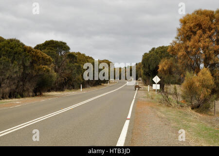 Kangaroo crossin Straße in South Australia Stockfoto