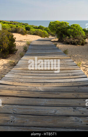 Holzsteg führt durch Pinien und Sand, Meer, Mazagon, Costa De La Luz, Provinz Huelva, Andalusien, Spanien, Europa Stockfoto