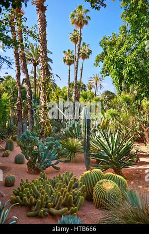 Catus in The Majorelle Garten Botanischer Garten, entworfen vom französischen Künstler Jacques Majorelle in den 1920er und 1930er Jahren, Marrakesch, Marokko Stockfoto