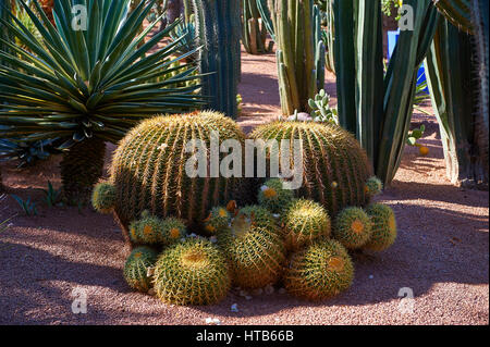 Catus in The Majorelle Garten Botanischer Garten, entworfen vom französischen Künstler Jacques Majorelle in den 1920er und 1930er Jahren, Marrakesch, Marokko Stockfoto