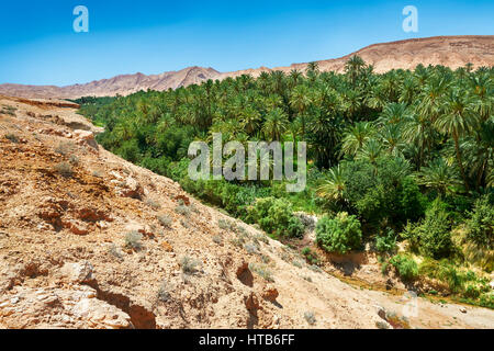 Die Dattelpalmen der Sahara Wüste Oase der Mides, Tunesien, Nordafrika Stockfoto