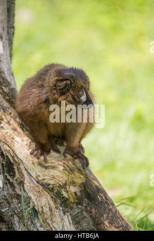 Ein Red Bellied Lemur Sitzend auf einem Baum. Stockfoto