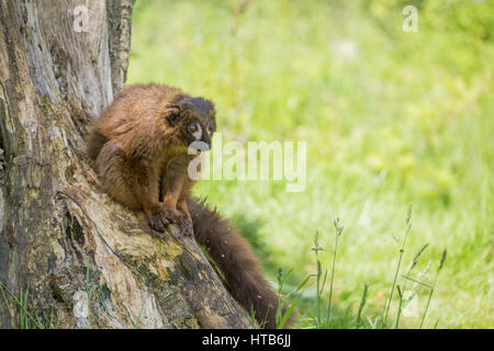 Ein Red Bellied Lemur Sitzend auf einem Baum. Stockfoto