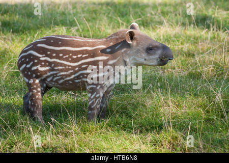 Ein Baby Tapir, zu Fuß in ein Feld. Stockfoto