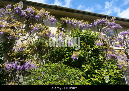 Glyzinien am Mauerbau Stockfoto