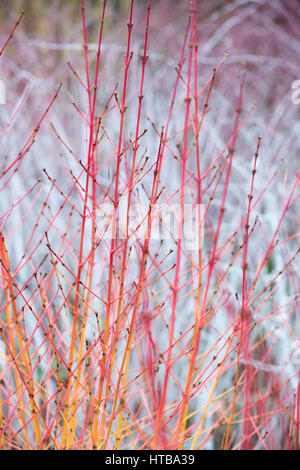 Cornus 'Midwinter Fire' sanguineaund. Hartriegel 'Midwinter Fire' farbig Stämme im Winter vor Rubus Biflorus RHS Wisley Gardens, Surrey, England Stockfoto