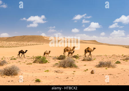 Eine Herde von arabischen Kamele mit Fohlen, um in der Wüste in der Nähe von Tan-Tan in der Nähe des Wadi Draa, Marokko verirrt. Stockfoto