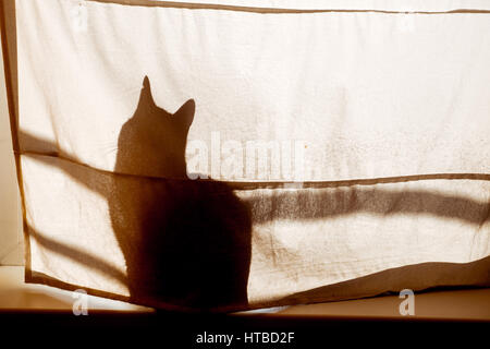 Katze sitzt am Fenster Gießen eine Silhouette auf einen Vorhang Stockfoto