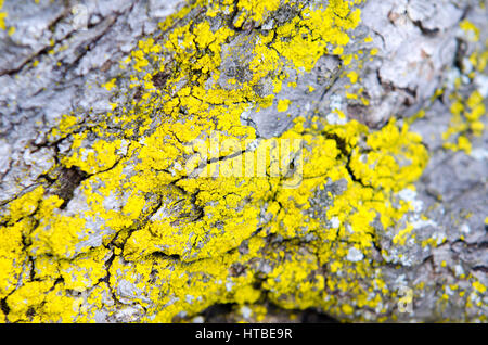 Gelbe Flechten Muster wachsen auf Baumrinde. Stockfoto