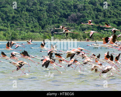 Flamingo (Phoenicapterus Roseus), Schwarm Vögel ausgehend vom Wasser, Kosi Bay Nature Reserve, iSimangaliso Wetland Park Stockfoto