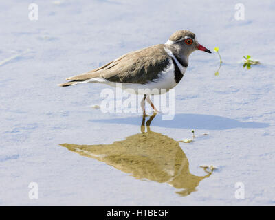 Drei-banded Plover (Charadrius tricollarius) im flachen Wasser, Kruger National Park, Mpumalanga, Südafrika Stockfoto