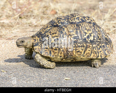 Leopard Tortoise (Stigmochelys Pardalis), Krüger Nationalpark, Südafrika Stockfoto