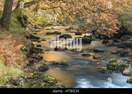 Herbstfärbung an den Ufern des Badgworthy Wasser, Doone Valley, Exmoor National Park, Somerset, England, UK Stockfoto