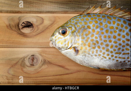 Siganus Guttatus Frischfisch von Fischerei-Markt für seine gute Art von Meeresfrüchten Foto im Sonnenlicht im freien Kochen Stockfoto