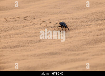 Ein schwarzer Käfer krabbeln in den Sand, Wüste Thar, Rajasthan, Indien. Stockfoto