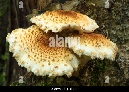 Pilze in den Wäldern in der Nähe von Lake Grace, Killarney Provincial Park, Ontario, Kanada Stockfoto