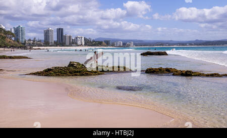 Surfers Paradise, Australien am 16. August 2016: Surfer genießen die Wellen am Snapper rocks mit der Skyline von Surfers Paradise im Hintergrund Stockfoto