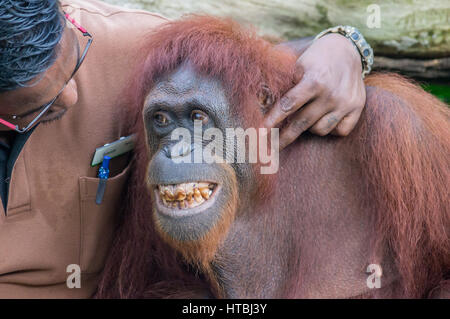 Singapur Zoo, Singapur am 3. Oktober 2016: Hausmeister spielen mit lächelnden männlichen Orang-Utan Stockfoto