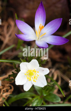 Lila Blüte Crocus Tommasinianus kontrastiert mit den weißen Buschwindröschen, Anemone Nemorosa, in einer frühen Frühling-Kombination Stockfoto