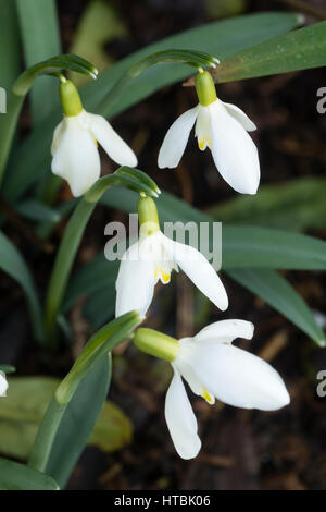 Schwache gelbe Markierungen unterscheiden diese seltene, späten Winter blühenden Schneeglöckchen, Galanthus Nivalis "Blondine" Stockfoto