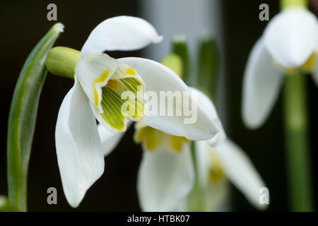 Schwache gelbe Markierungen unterscheiden diese seltene, späten Winter blühenden Schneeglöckchen, Galanthus Nivalis "Blondine" Stockfoto