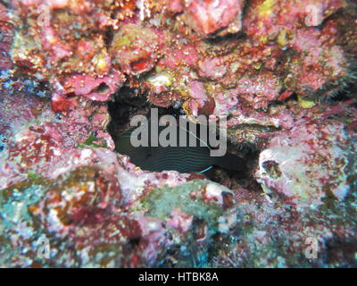 Schwarzer Drückerfisch oder Black Durgon (Melichthys Niger) versteckt in Loch im Felsen Stockfoto