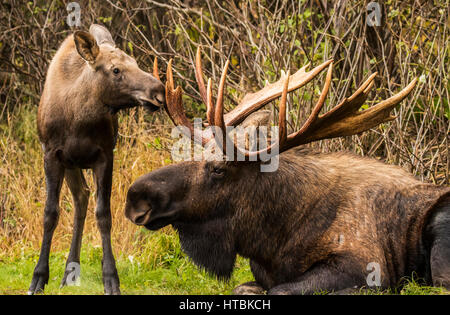 Ein junges Kalb Elch (Alces Alces) Smiffing und einen großen Stier Elch Geweih zu stoßen, während der Stier während der Herbst Brunft, Süd-Zentral-Alaska ruht Stockfoto