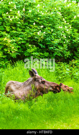 Eine Kuh Elch (Alces Alces) und ihr Kalb ruhen in der Nähe einer der vielen Fahrrad/Wandern Routen in Kincade Park an einem sonnigen Sommertag Stockfoto