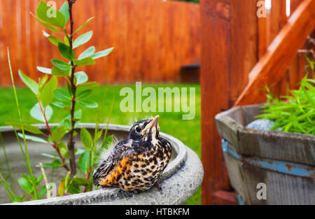 Ein Junge Robin Küken wird gesehen, sitzt auf der Kante des einen Blumentopf in den Hinterhof ein Alaskan nach Hause an einem Frühlingstag, Yunan Alaska, USA Stockfoto