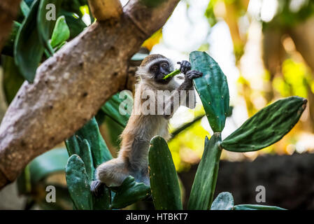 Samango Monkey (grüne Albogularis) auch bekannt als Sykes Affe in Ibo Island, Quirimbas National Park; Cabo Delgado, Mosambik Stockfoto