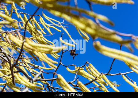 Corylus avellana Corkscrew Hazel Catkins, letzte Nuss auf einem Zweig, Frühjahrspollenallergie, Catkins im Wind Stockfoto
