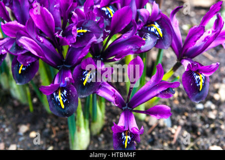 Purple Iris reticulata 'George' Frühling lila Blüten Stockfoto