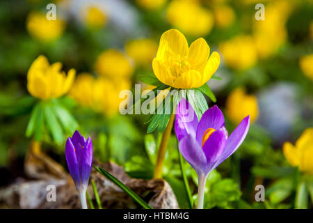 Winter Aconite, Eranthis hyemalis und Krokus in Blüte Frühling Saison Schönheit Stockfoto