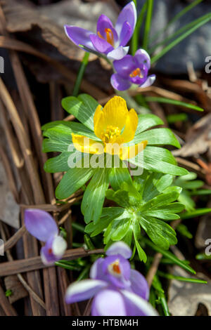 Winter-Aconitum, Eranthis Hyemalis und Krokusse blühen Stockfoto