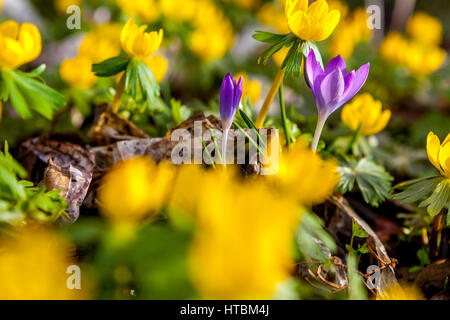 Winterakonit Eranthis hyemalis Crocus in Blüte, Frühlingsgarten Eranthis Crocus blühend Gelb Blau Blumen Garten Bodenabdeckung erste Frühlingsblumen Stockfoto