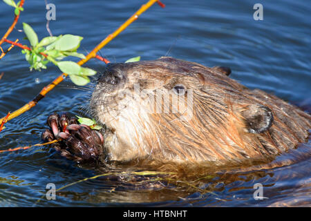 Amerikanischer Biber (Castor Canadensis) kauen auf einem Ast, Nordamerika Stockfoto